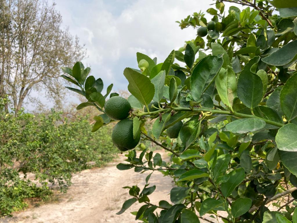 Producción de limón en Veracruz
